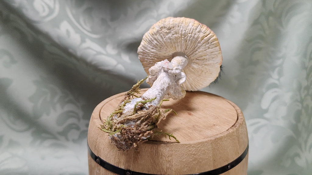 Narrischer Schwammerl/Roter Fliegenpilz (Amanita muscaria) aus Pappmaché zum Aufhängen in einer originellen Geschenkbox
